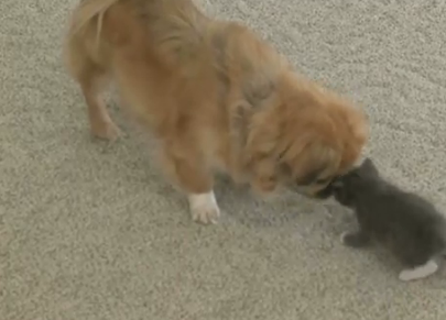 Katt, Hund